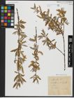 Foto von Salix alba L.